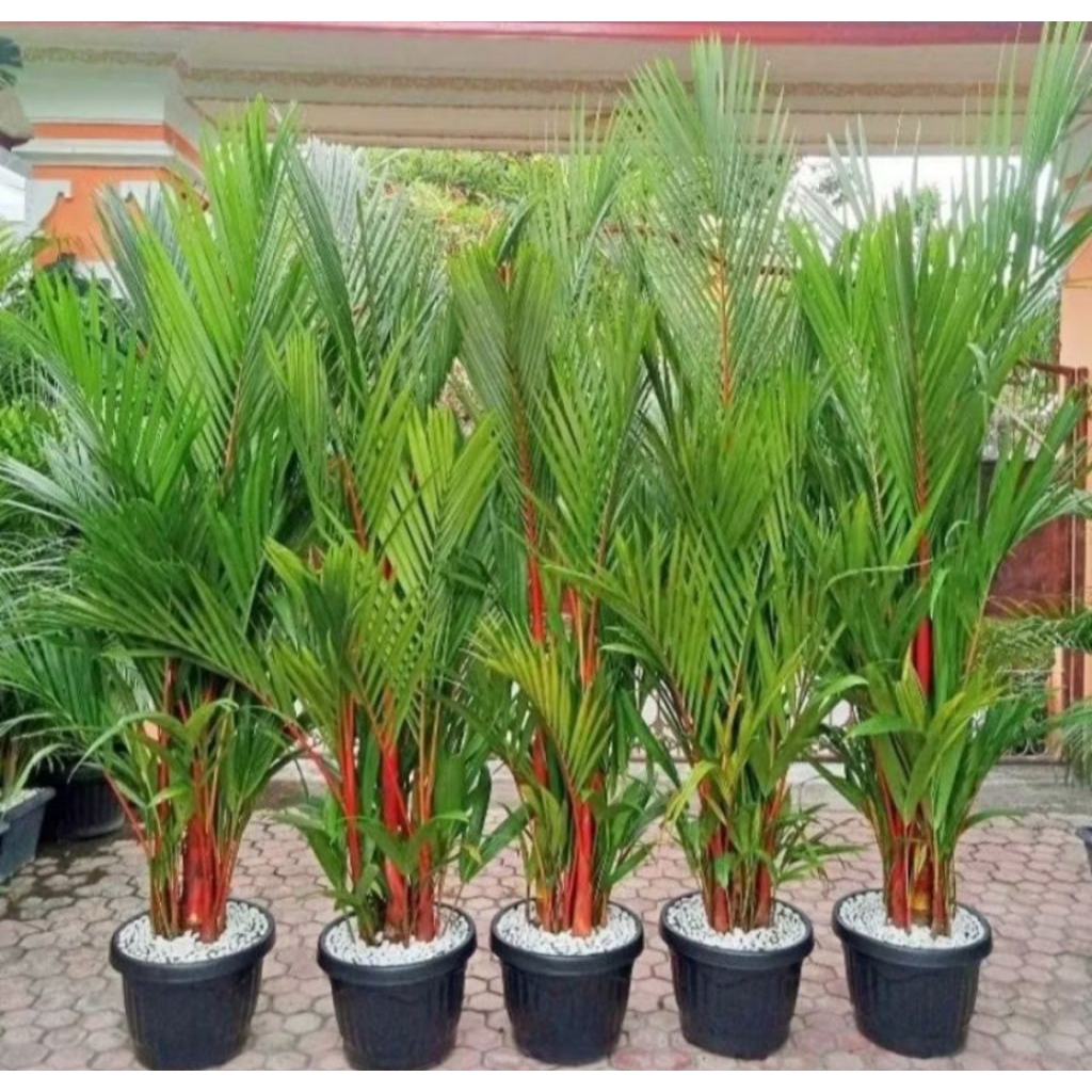 Bibit Tanaman Hias Palem Kuning/Palem Merah Tanaman Hidup