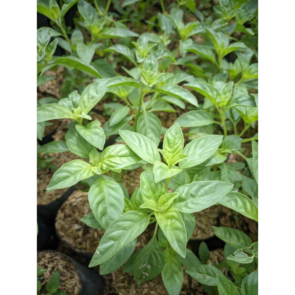 Tanaman daun kemangi bandung (surawung)