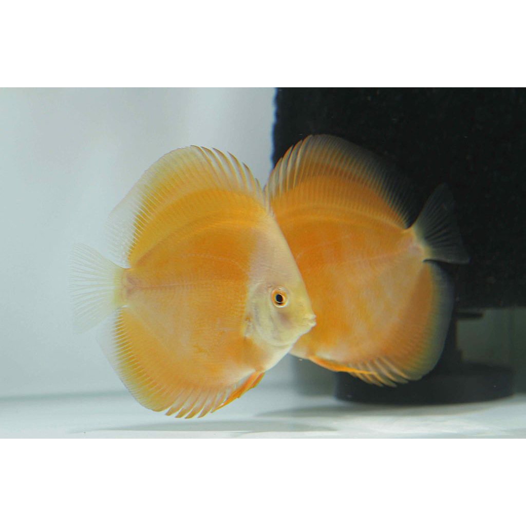 Discus yellow golden Hiasan aquarium