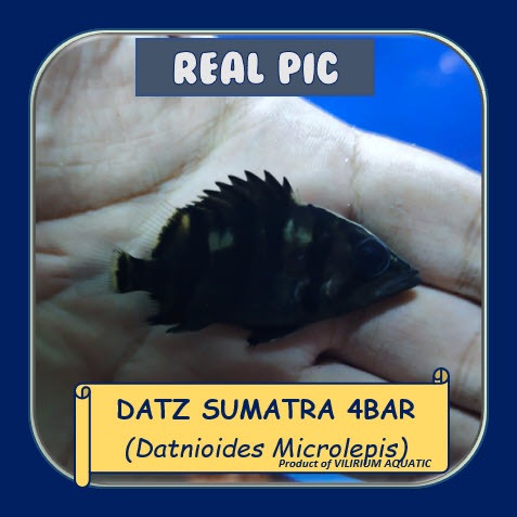 IKAN HIAS AIR TAWAR - DATZ SUMATRA 4BAR / TIGERFISH SUMATRA 4BAR (IKAN PREDATOR)