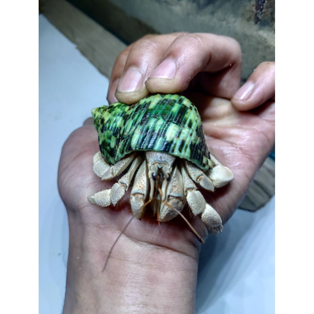 SUPER WHITE RUGOSUS. Mainan Edukasi Anak. S/M/L/XL.