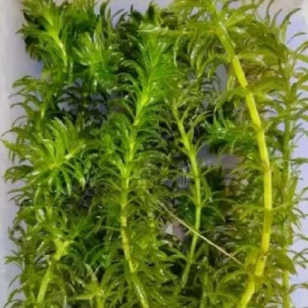 Tanaman air hydrilla