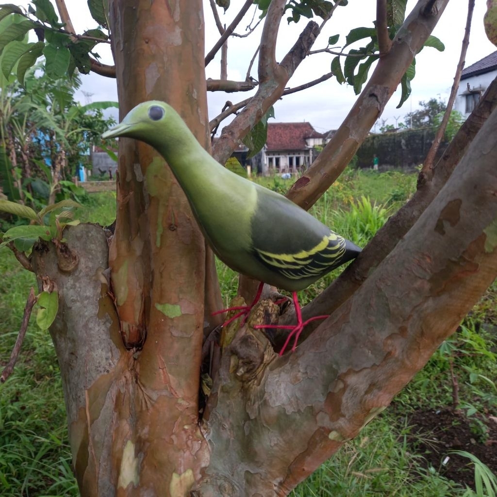 JONTROT BURUNG WALIK DAUN AMPUH UNTUK PIKAT