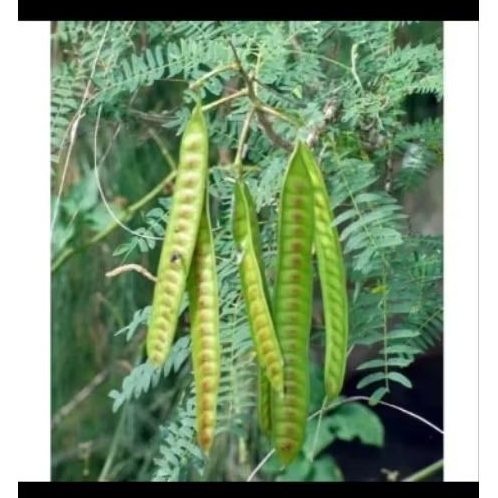 petai cina mlandingan lamtoro jatim