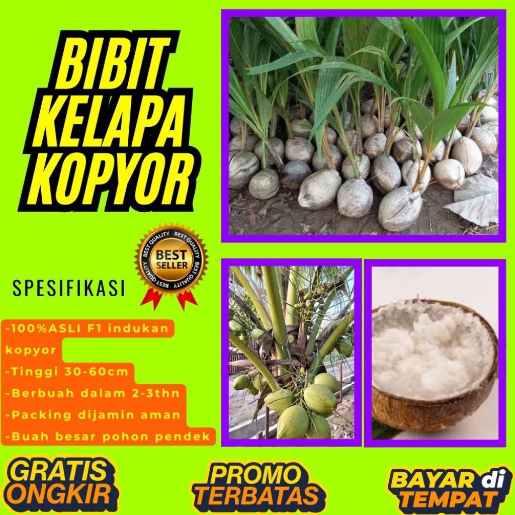 TERPERCAYA  Bibit Kelapa Kopyor Trubus