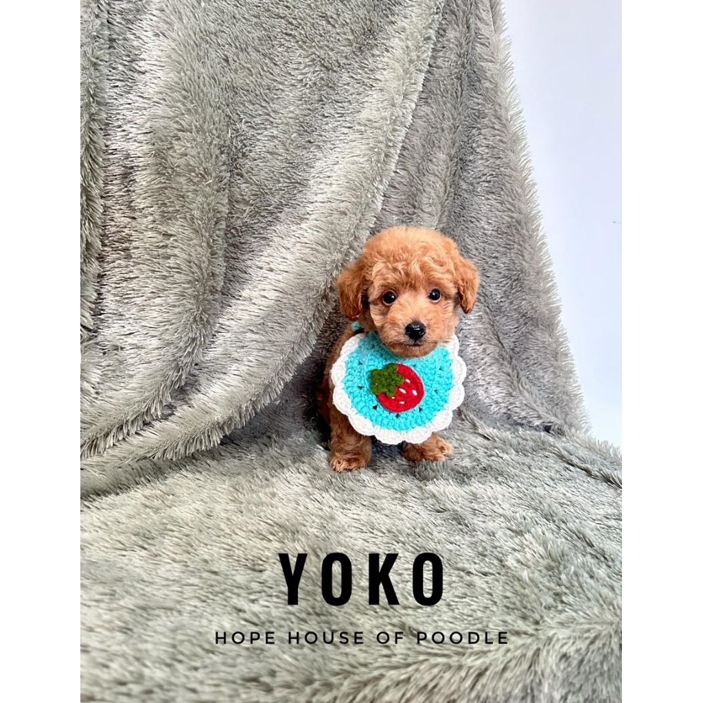 Tiny poodle jantan stambum vaksin murah poodle jantan kecil size tiny