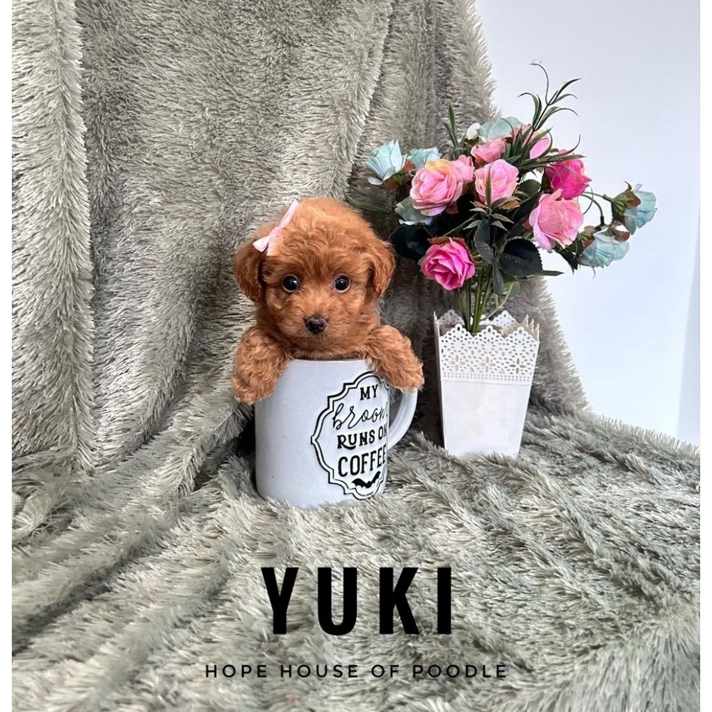 Red poodle tiny betina size kecil stambum vaksin murah poodle teacup murah betina kecil