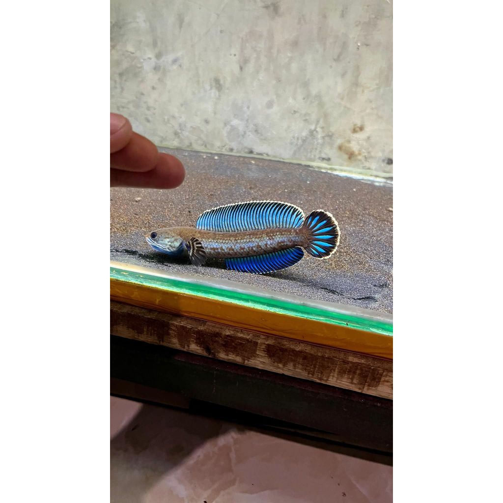 Baby Andrao size 3-4 cm Isi 3 (Bisa COD)