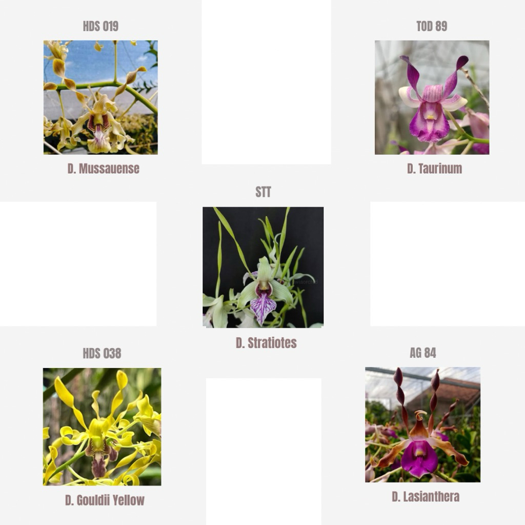 PAKET SEEDLING 5 PLANT Dendrobium Spesies Stratiotes Nindii Gouldii Yellow Strebloceras Flava King G