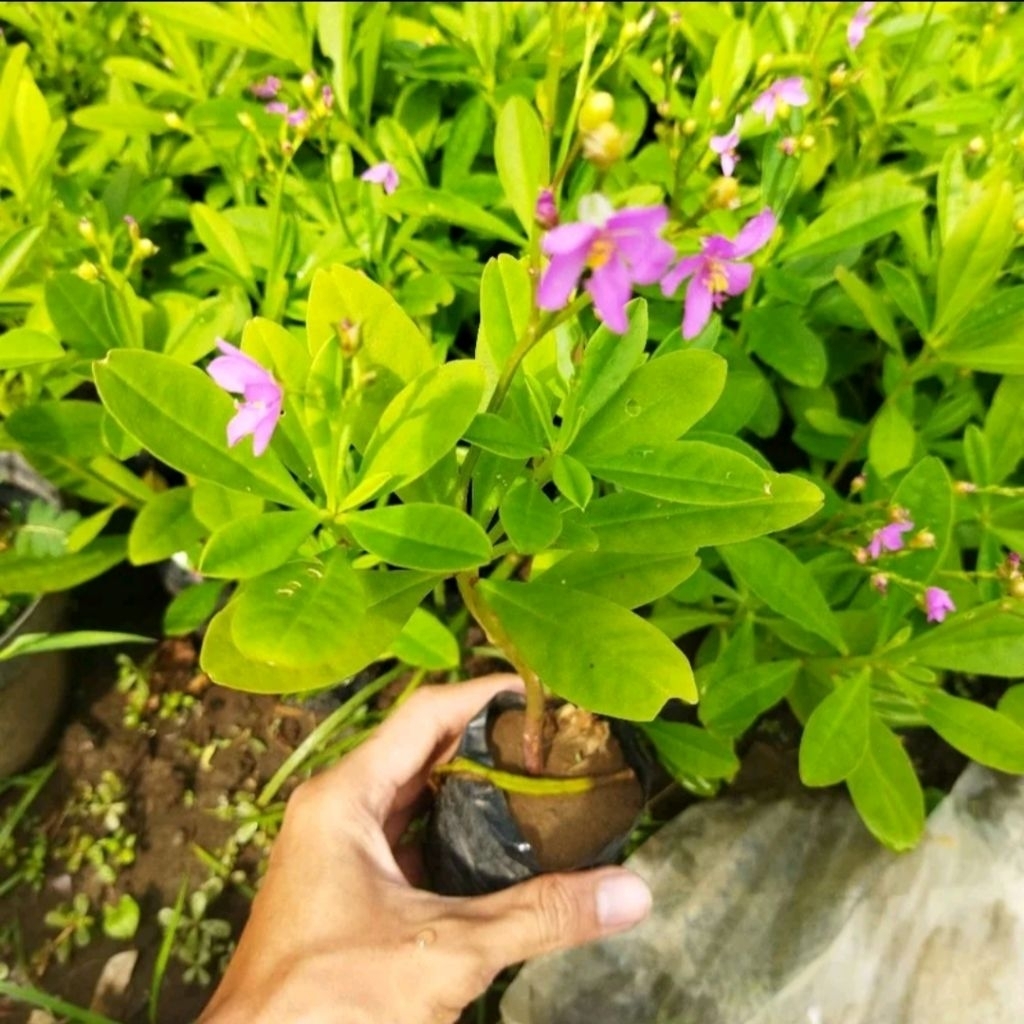 Bibit Ginseng Jawa