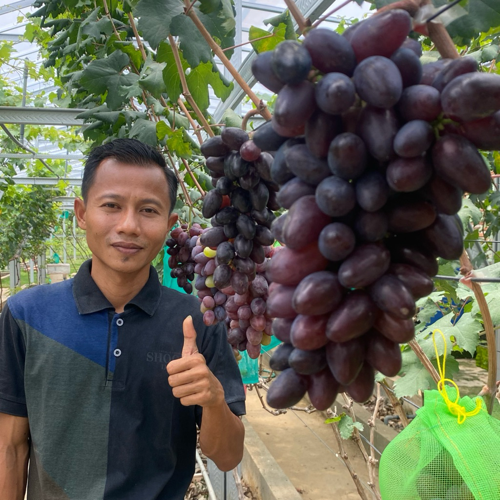 Bibit Anggur Import Super RS CN