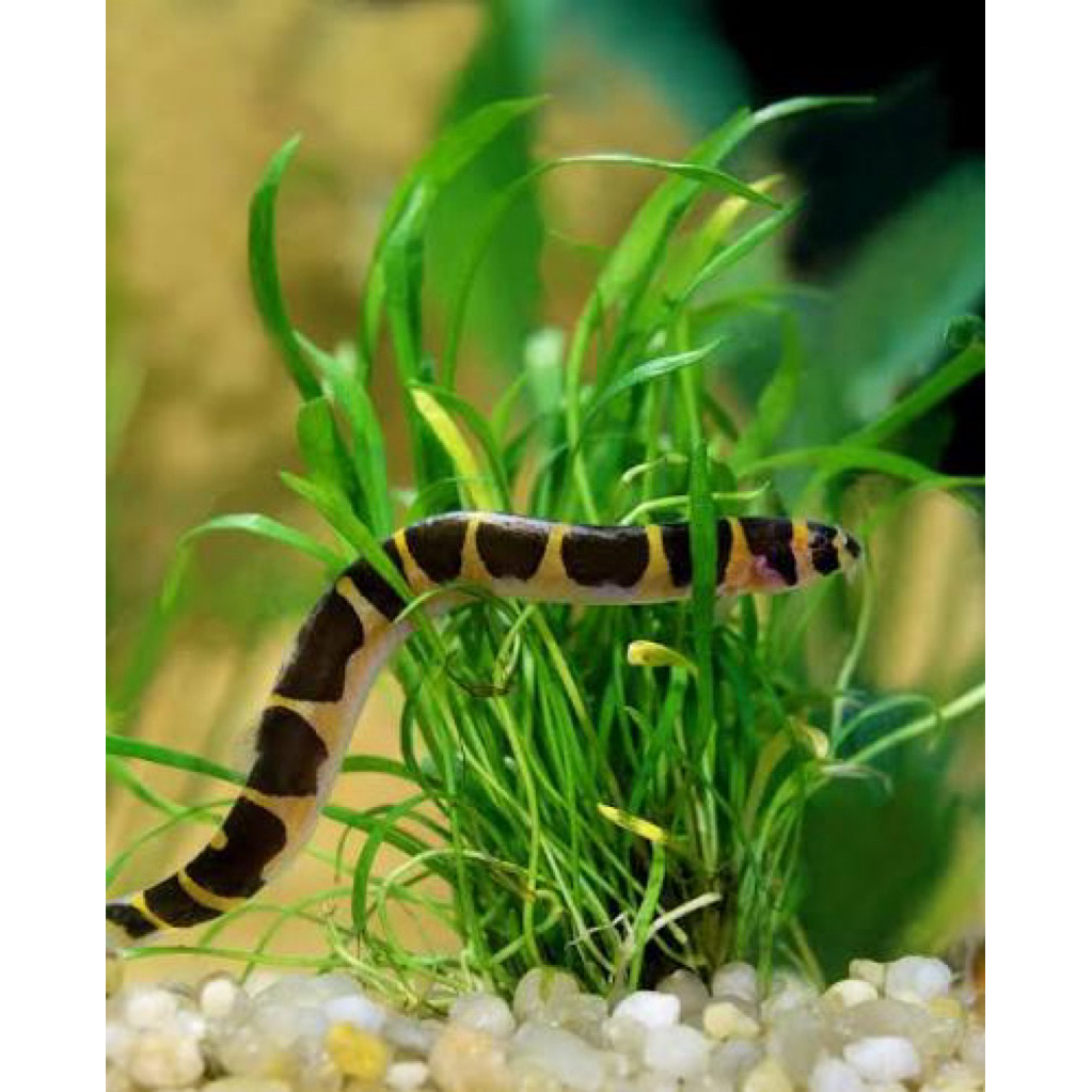 kuhli loach /ikan pembersih kuhli loach/ikan hias