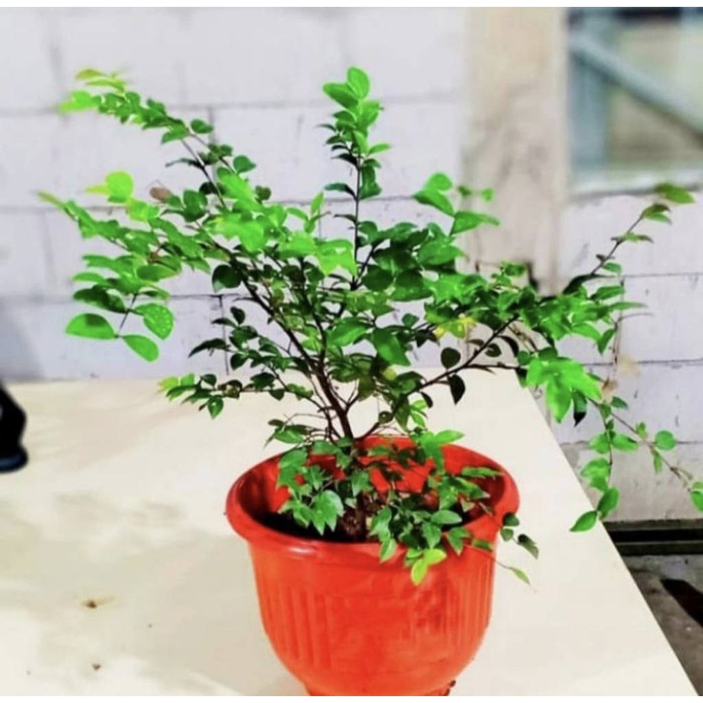 Tanaman Pohon Anggur Brazil Bibit Pohon Anggur Brazil