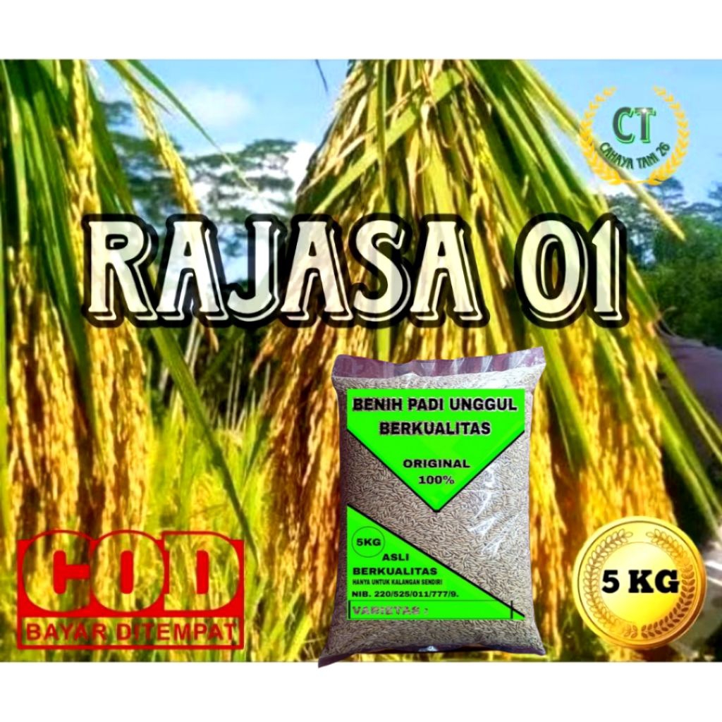 BENIH PADI RAJASA 01 SUPER 5KG