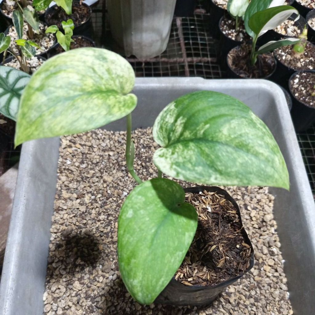 Scindapsus Jade satin marble