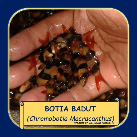 IKAN HIAS AIR TAWAR - BOTIA BADUT / BOTIA TIGER / CLOWN BOTIA (IKAN PEMBERSIH DASAR AQUARIUM)