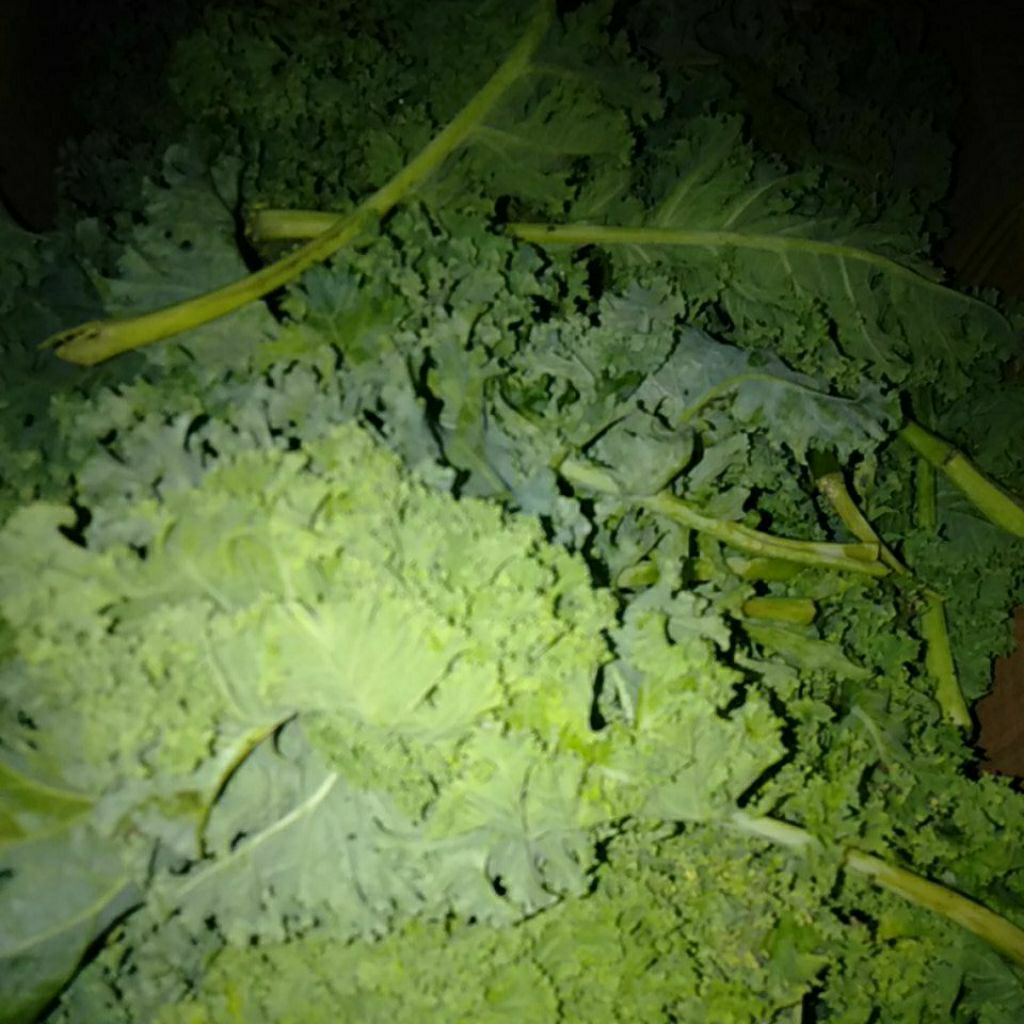 Sayur Kale Kubis Keriting petik segar
