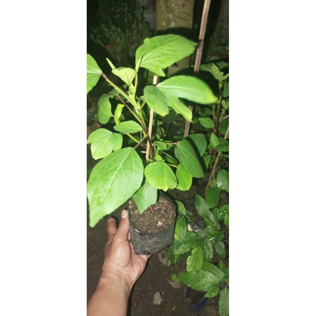 bunga rosela