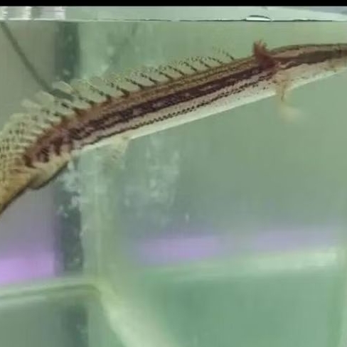 PALMAS LAPRADEI UKURAN 5-6 CM