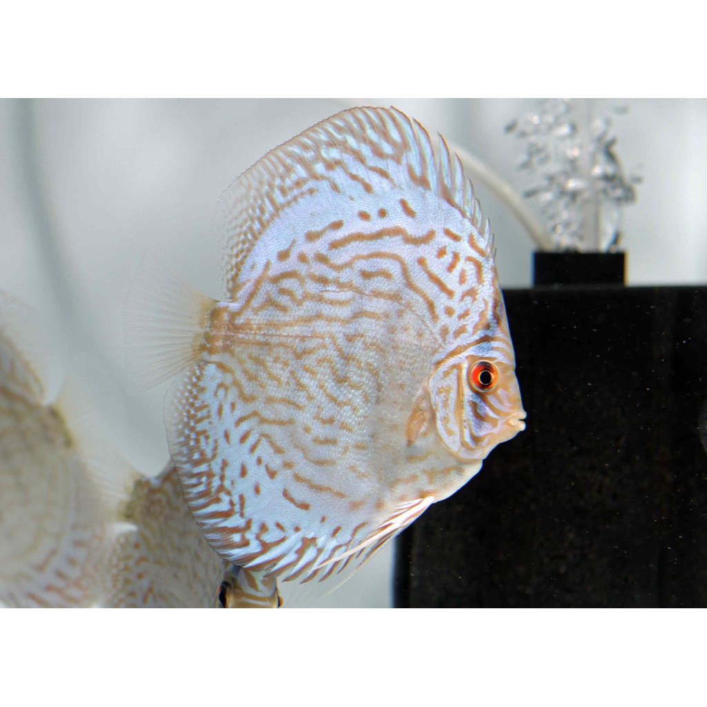 Discus Turquoise Hiasan Aquarium