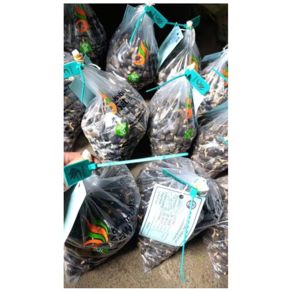 100 butir Benih Sawit PPKS DXP 239 ORIGINAL