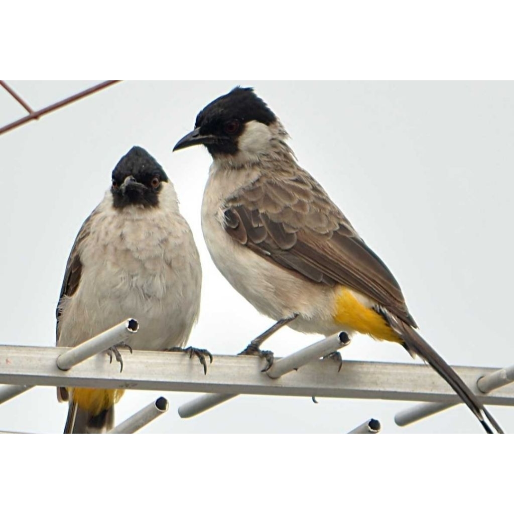 KUTILANG JAWA 1 JODOH SIAP PRODUK