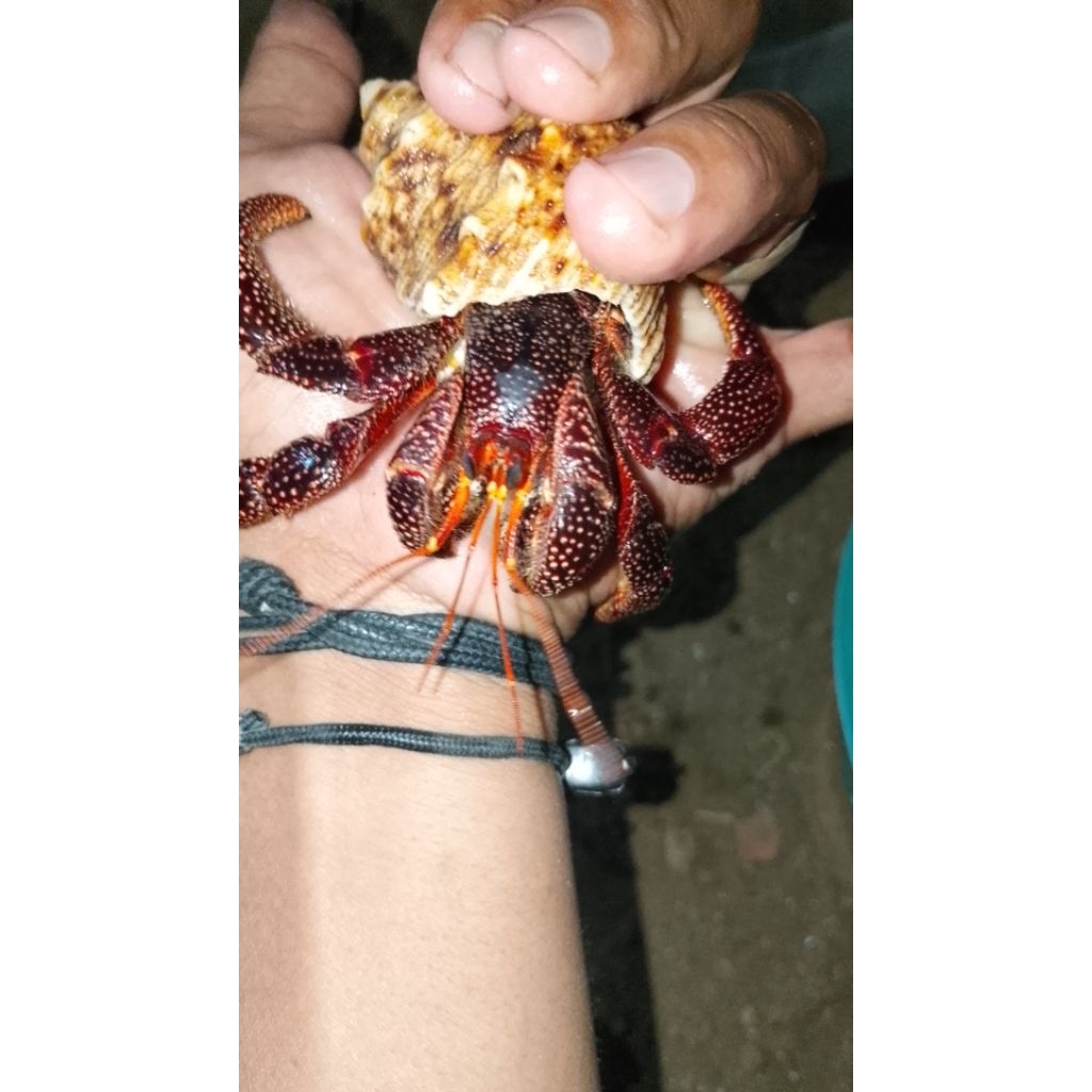 patung hiasan rumah berbentuk kelomang dark perlatus dengan ukuan 9cm dengan warna menarik dan unik