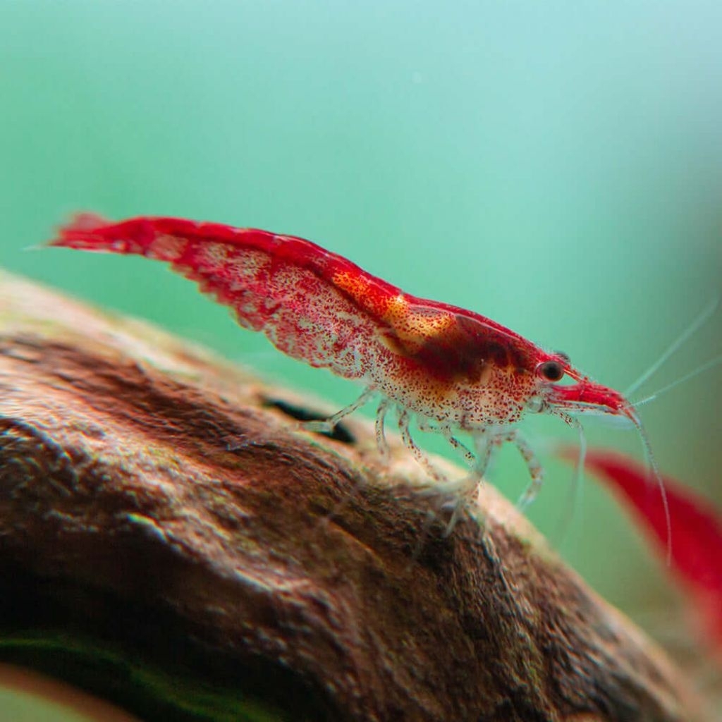 hiasan aquarium udang sintetis rcs aquascape