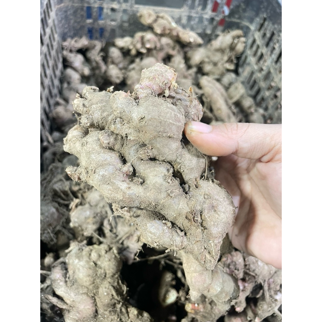 JAHE MERAH RIMPANG BESAR