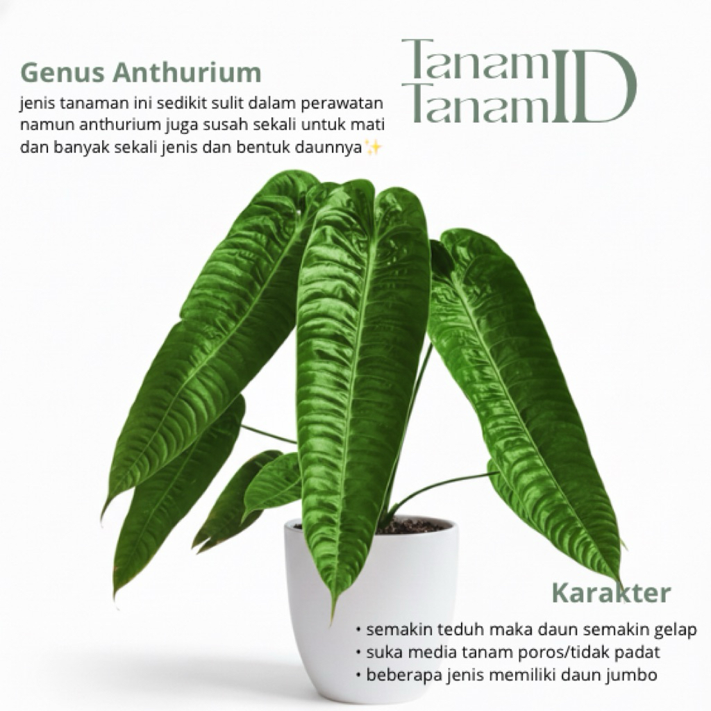 Anthurium veitchii - Anthurium veitchii narrow