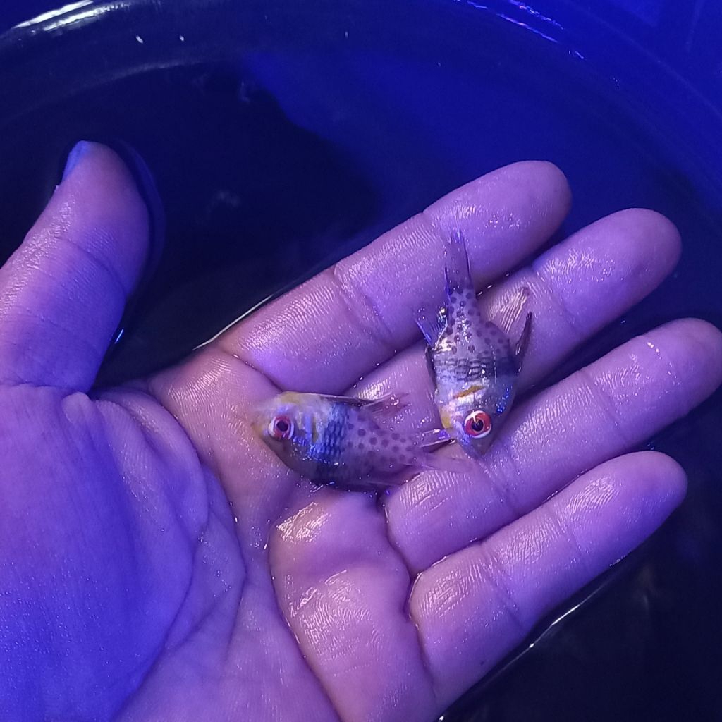 ikan hias air laut capungan mata merah