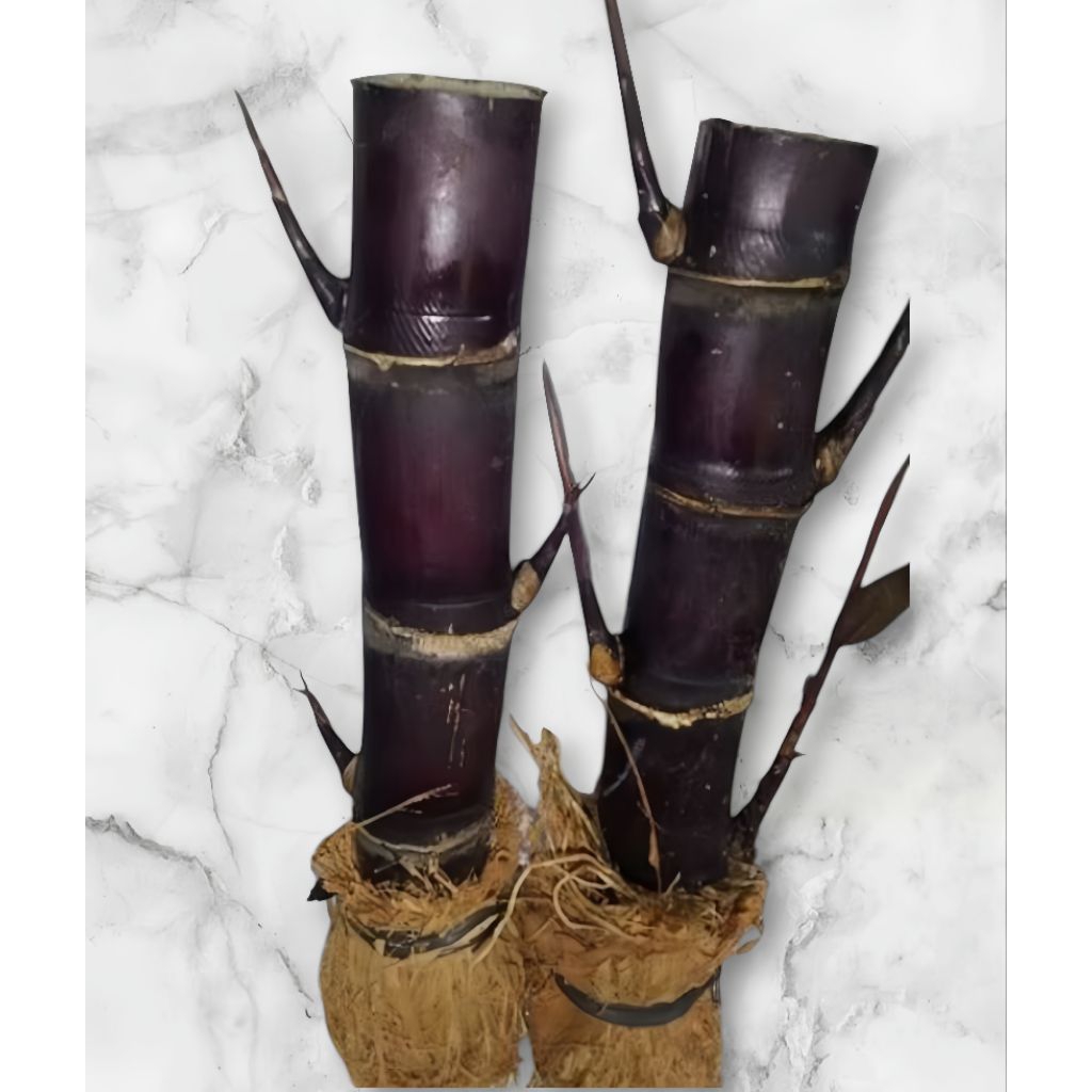 Bibit Tebu Hitam Tebu Ireng Tebu Wulung Per Bibit