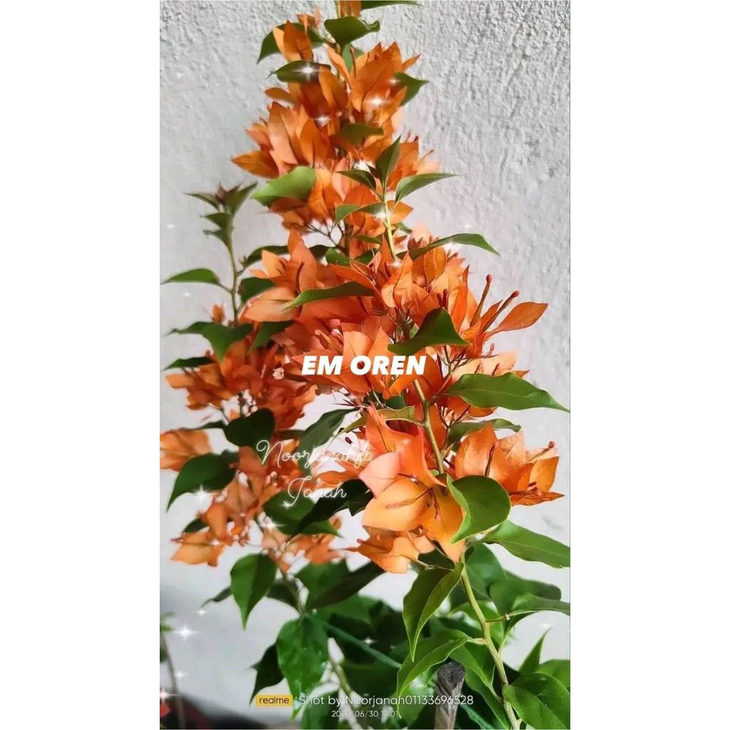 tanaman hias bougenville ekor musang Oren