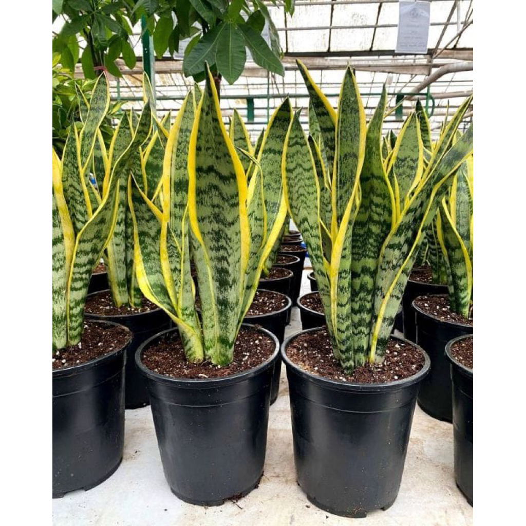 TANAMAN HIAS SENSIVERA + Pot Hitam | Tanaman Hias Lidah Mertua Kuning