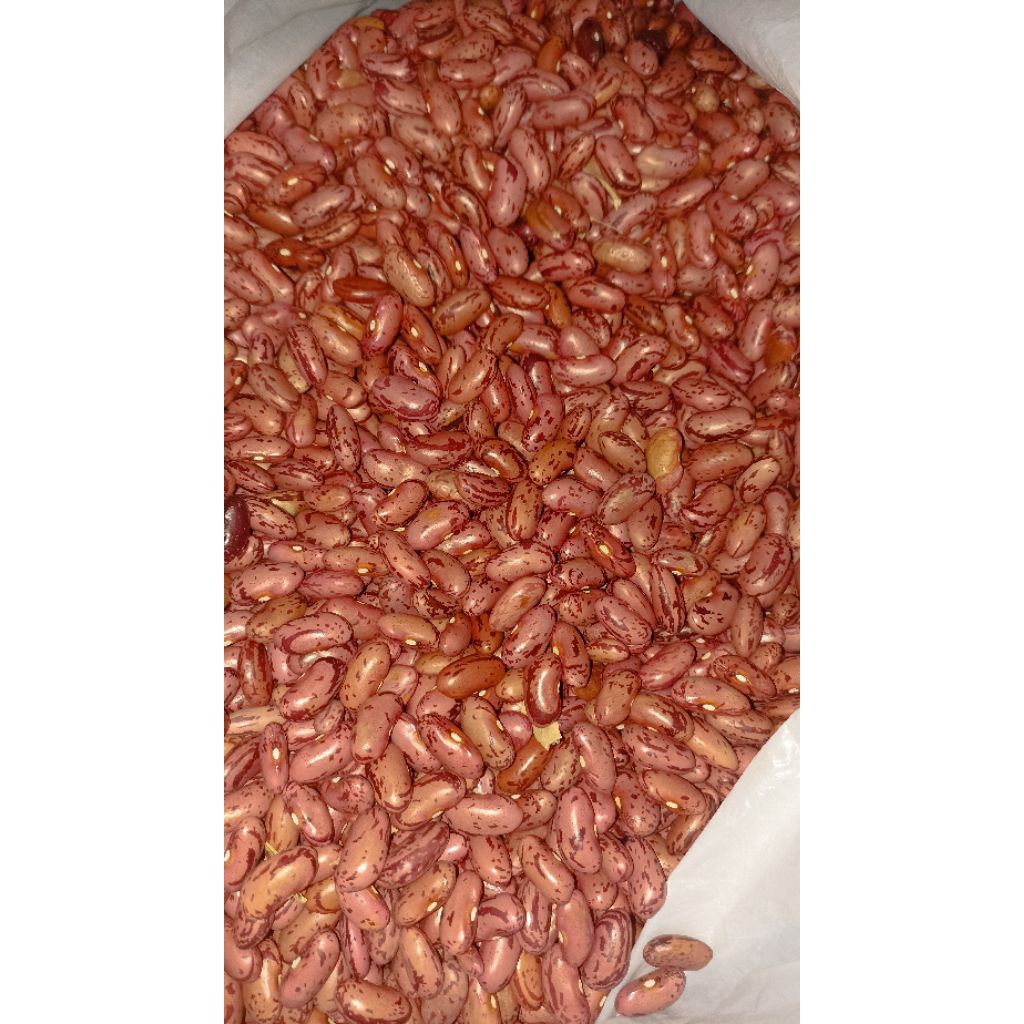 KACANG MERAH Kering /kacang merah MPASI/Es kacang merah/bibit kacang merah /kacang sop
