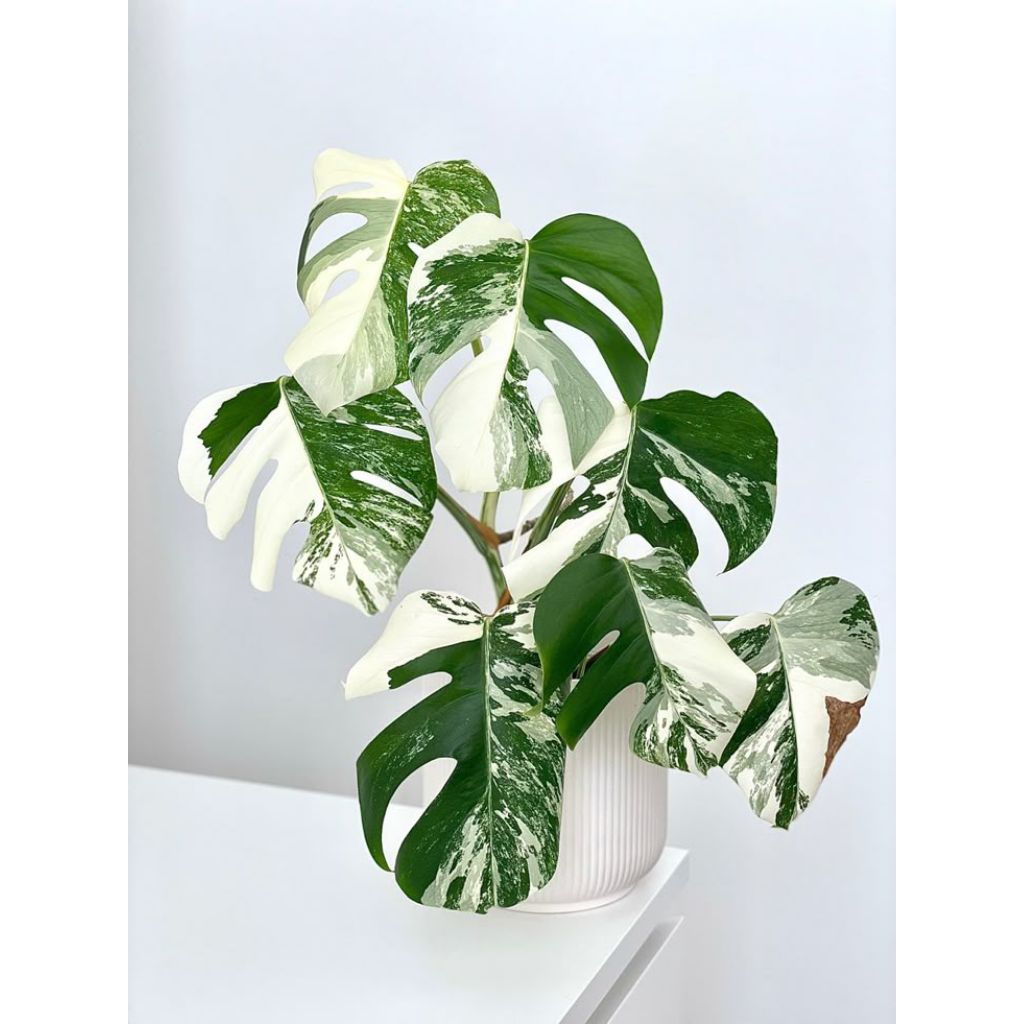 Tanaman Monstera deliciosa variegata,