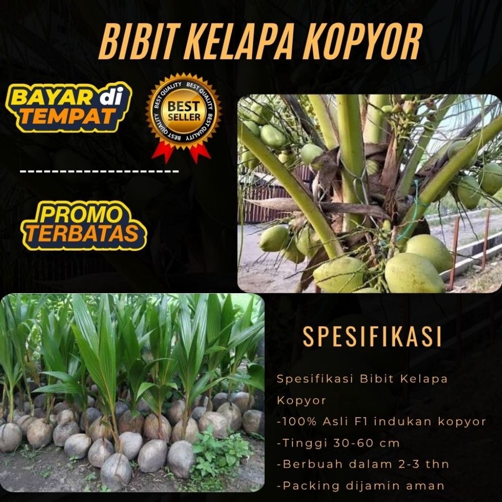 TERPERCAYA  Bibit Kelapa Kopyor Trubus