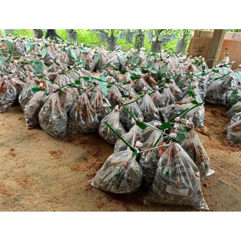 Benih Sawit unggul PPKS DUMPY asli MEDAN