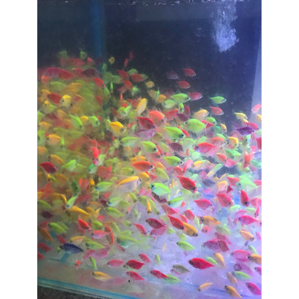 glowfish