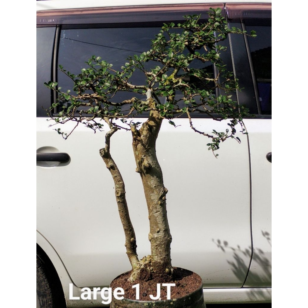 Bonsai jadi siap pajang bonsai siap kontes bonsai siap pameran bonsai dongkelan bonsai murah bonsai 