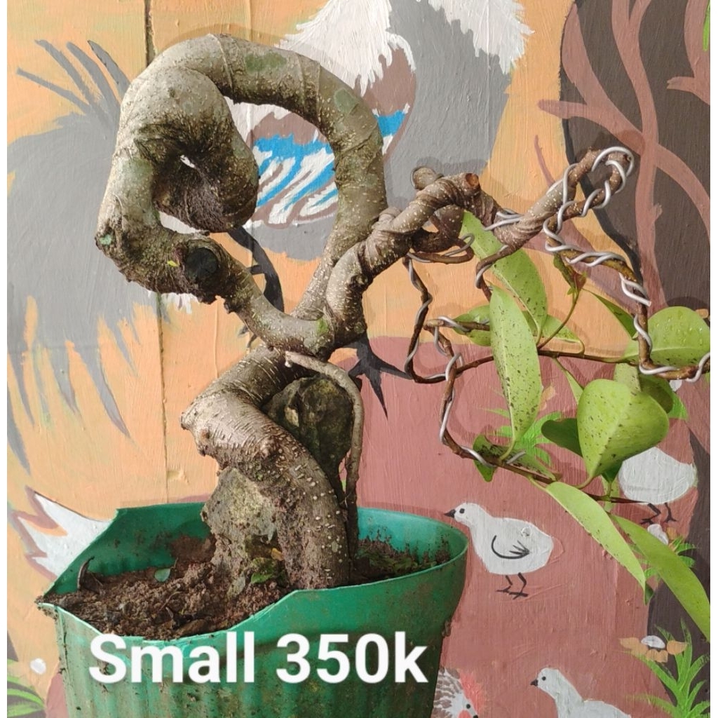 Bonsai jadi siap pajang bonsai siap kontes bonsai prospek bonsai meliuk bonsai ekstrim bonsai lokal 