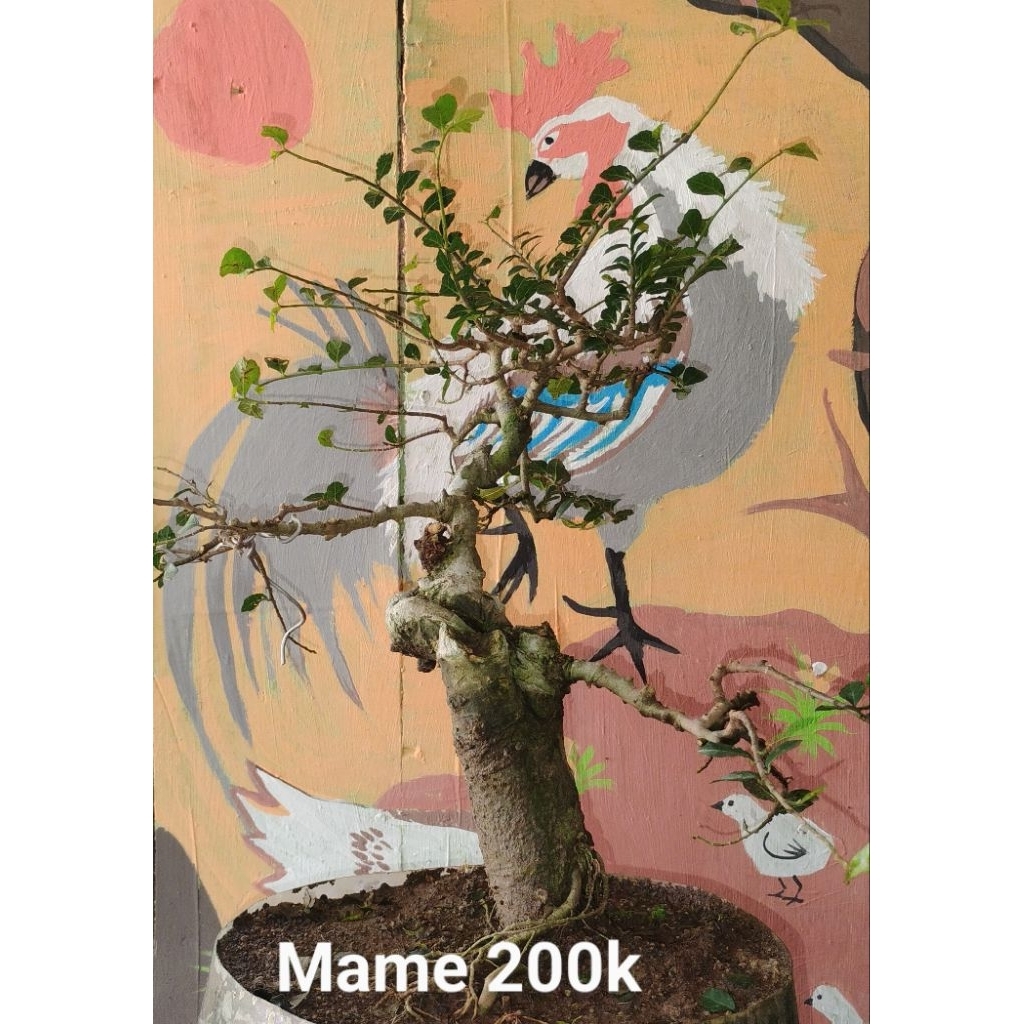 Bonsai serut Bonsai jadi siap pajang bonsai hidup bonsai kontes