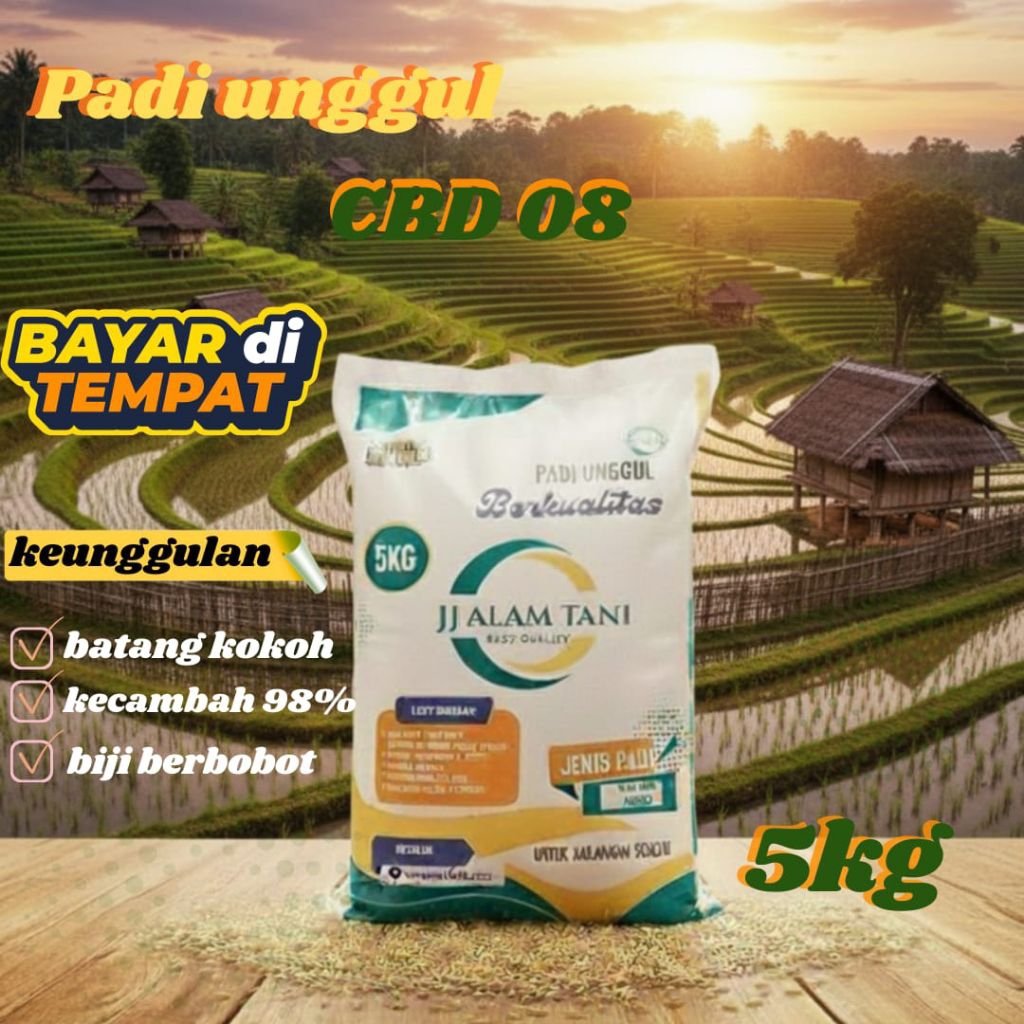 Padi unggul CBD 08 5kg bermutu tinggi