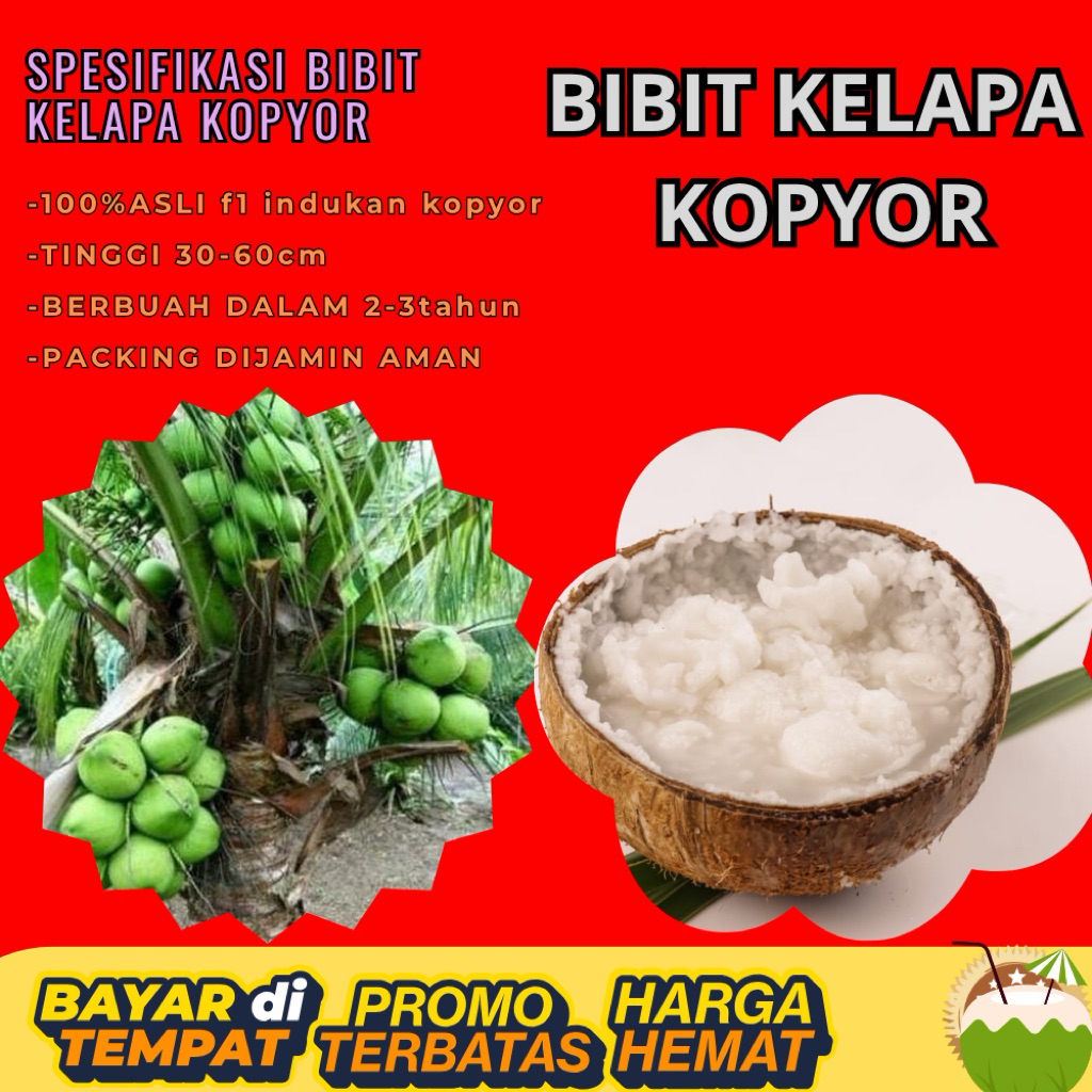 KUALITAS UNGGULAN  Bibit Kelapa Kopyor Madu, Bibit Kelapa Kopyor Super, Bibit Kelapa Kopyor Terdekat