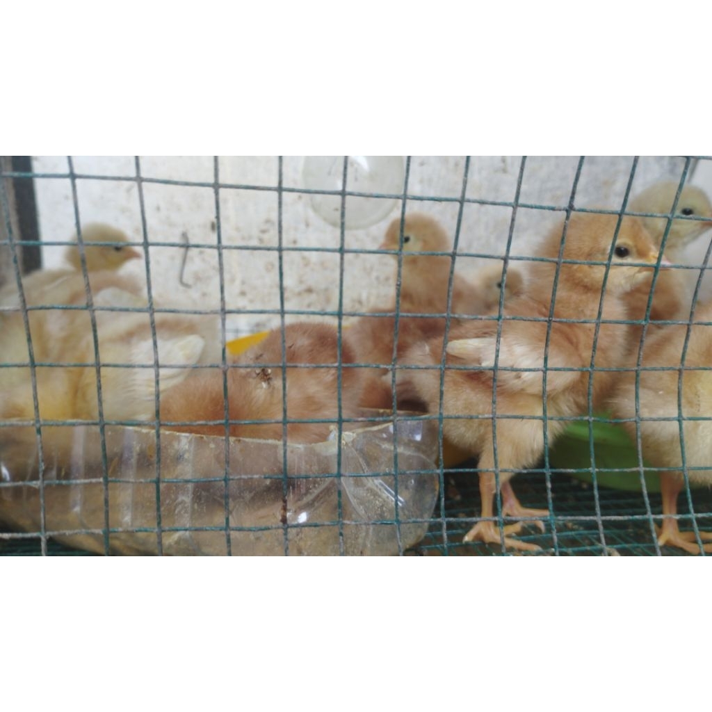 doc ayam merah petelur usia 3 mingguan up