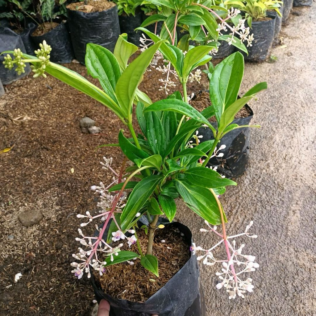 Tanaman parijoto - tanaman hias - tanaman buah parijoto