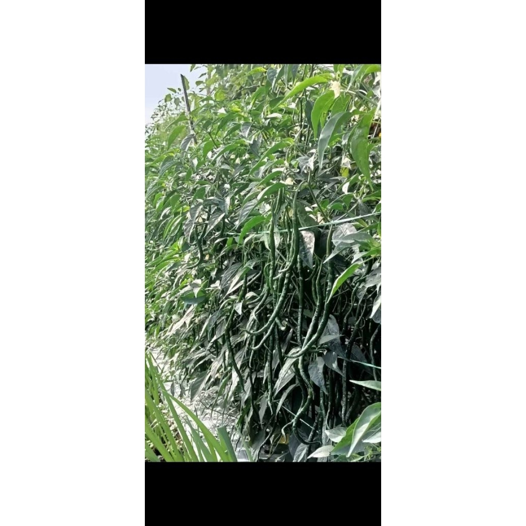 Benih cmk lokal batu garut  20 gram