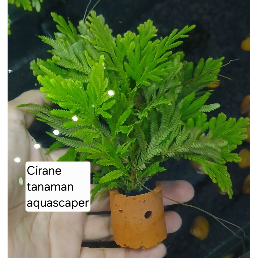 Cirane tanaman aquascape asli tanpa co2 hiasan aquascape