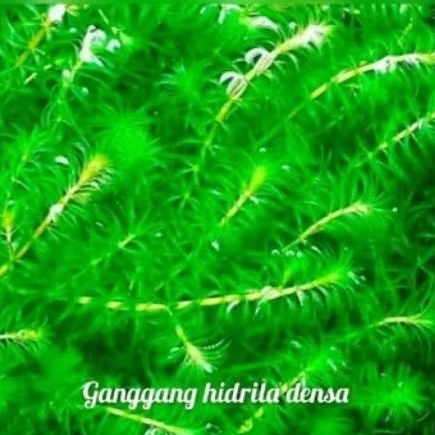 TANAMAN AIR GANGGANG / EKOR TUPAI