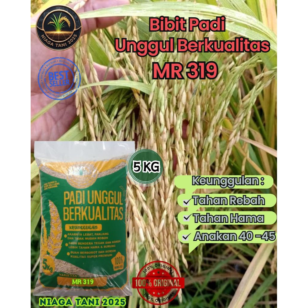 padi unggul berkualitas MR 319